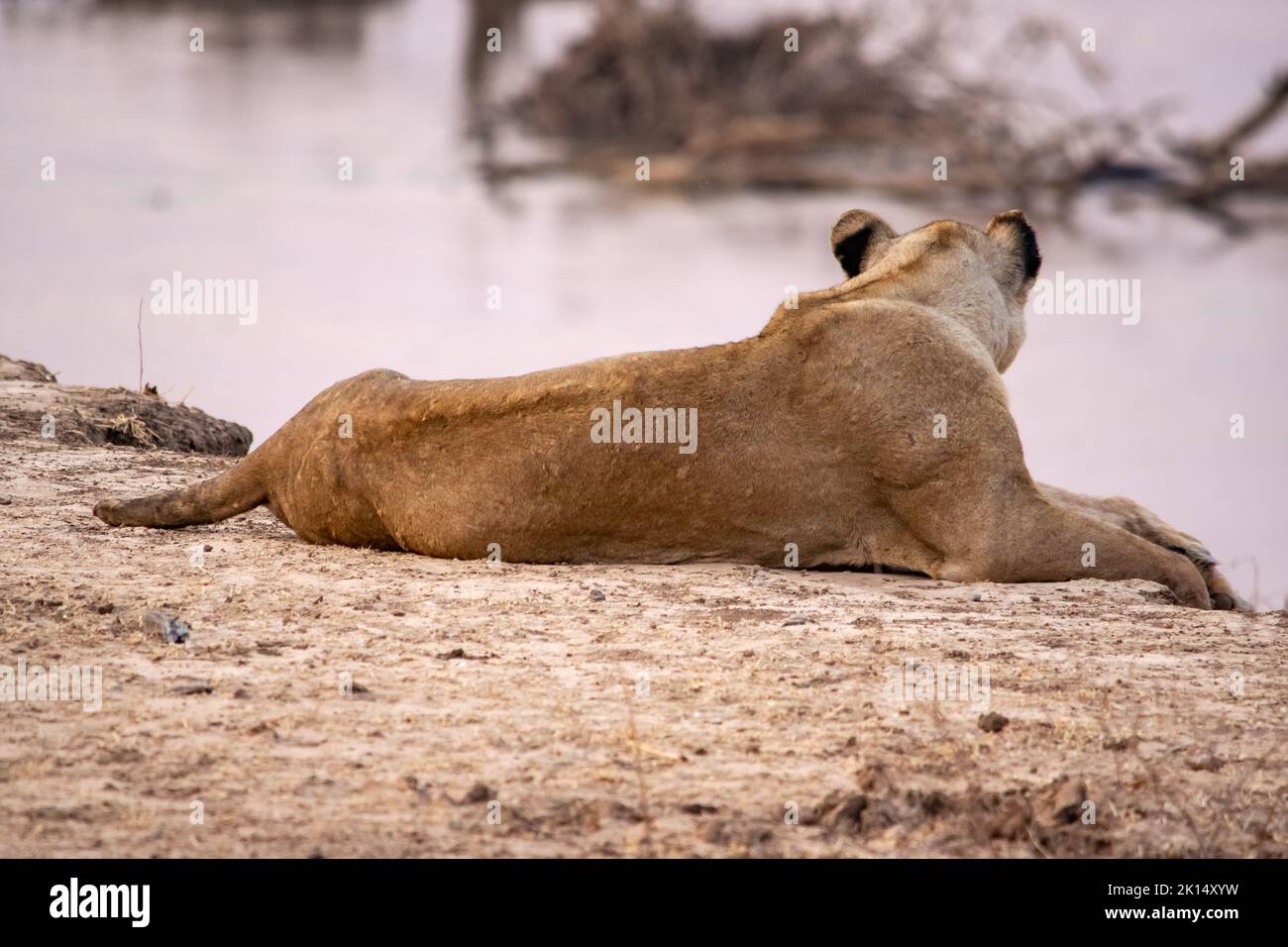 Un gros plan d'une belle lionne se reposant après la chasse Banque D'Images