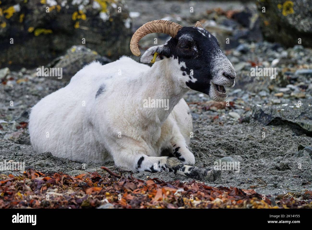 Loch Buie, Isle of Mull, Scotland Banque D'Images