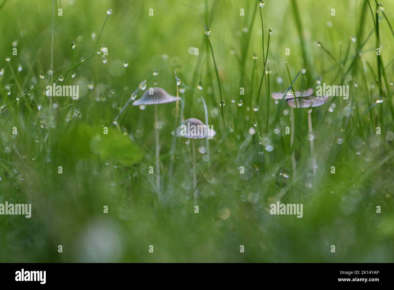 Petits champignons et des lames d'herbe avec des gouttes de rosée dans une pelouse en gros plan en début de matinée Banque D'Images
