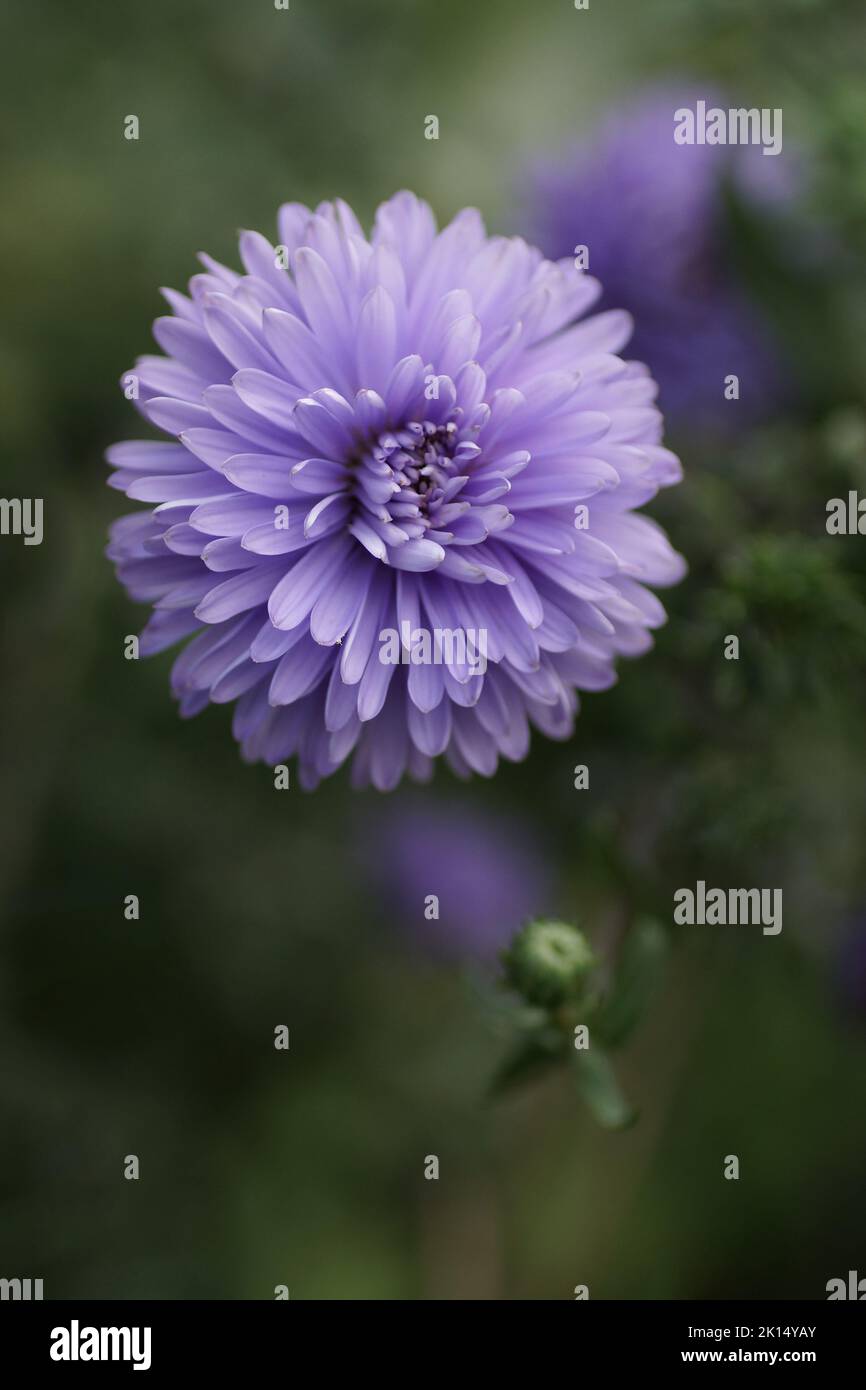 Aster novi-belgii « Marie Ballard » Banque D'Images