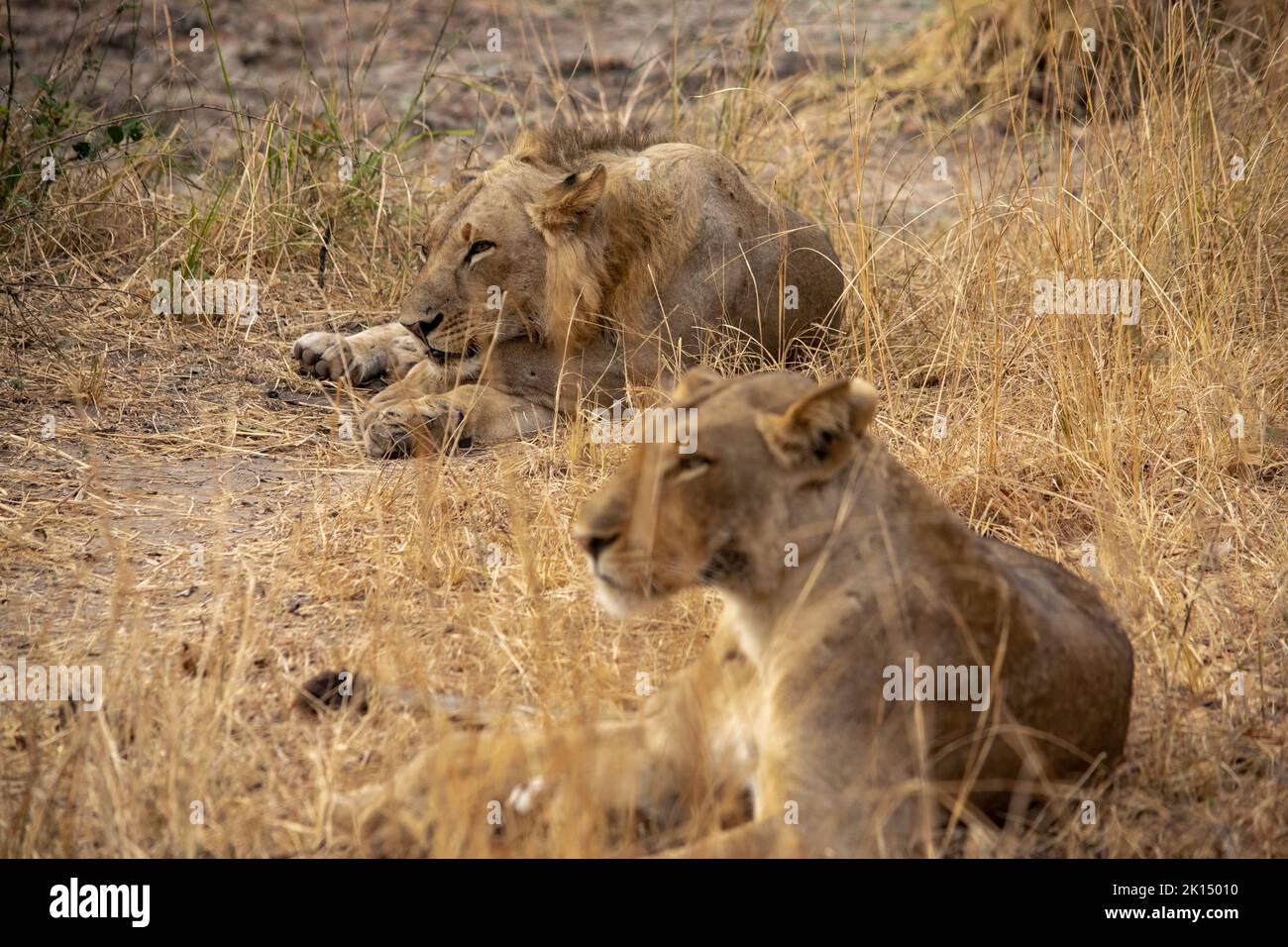 Un gros plan de magnifiques lions, hommes et femmes, se reposant après la chasse Banque D'Images