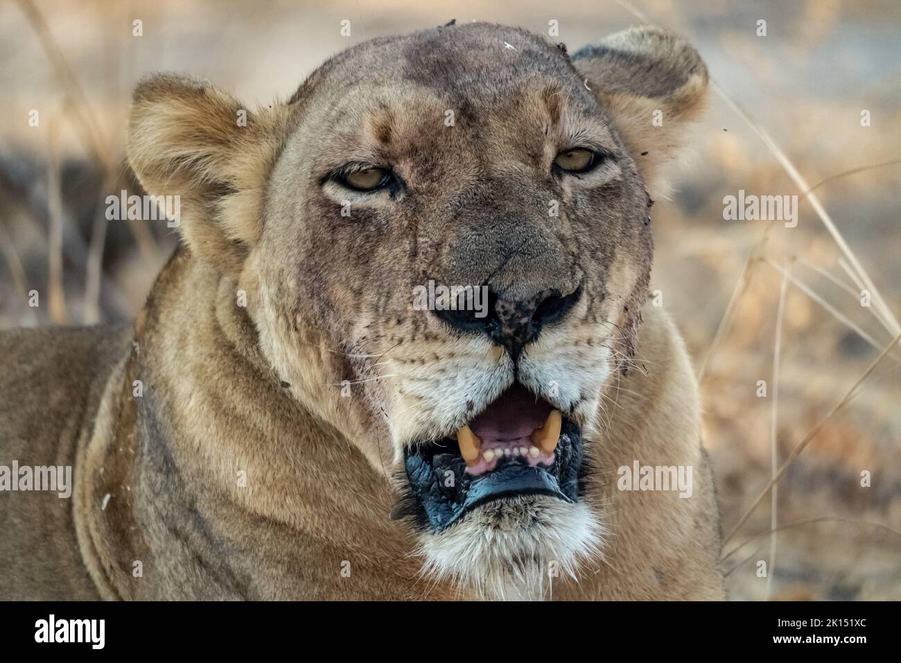 Un gros plan d'une belle lionne se reposant après la chasse Banque D'Images