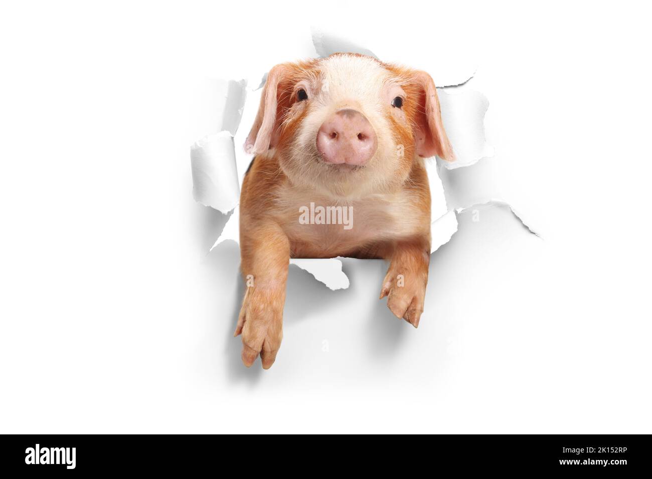 Un petit cochon drôle piquer à travers un trou de papier Banque D'Images