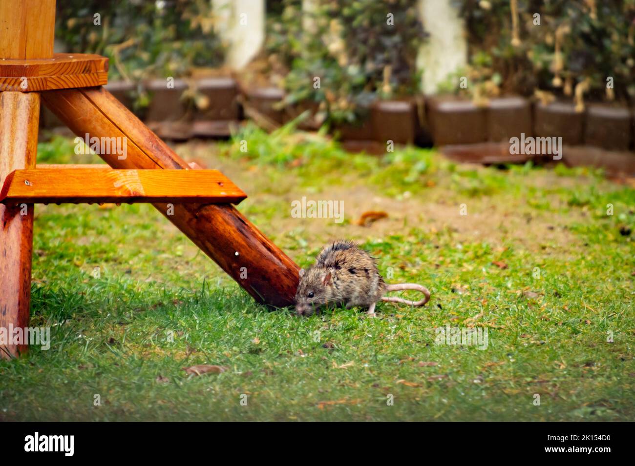 Un rat sauvage sous la pluie dans un jardin verdoyant. Il mange de la nourriture pour oiseaux tombés. Les supports en bois d'un magasin d'alimentation d'oiseaux sont illustrés. Banque D'Images