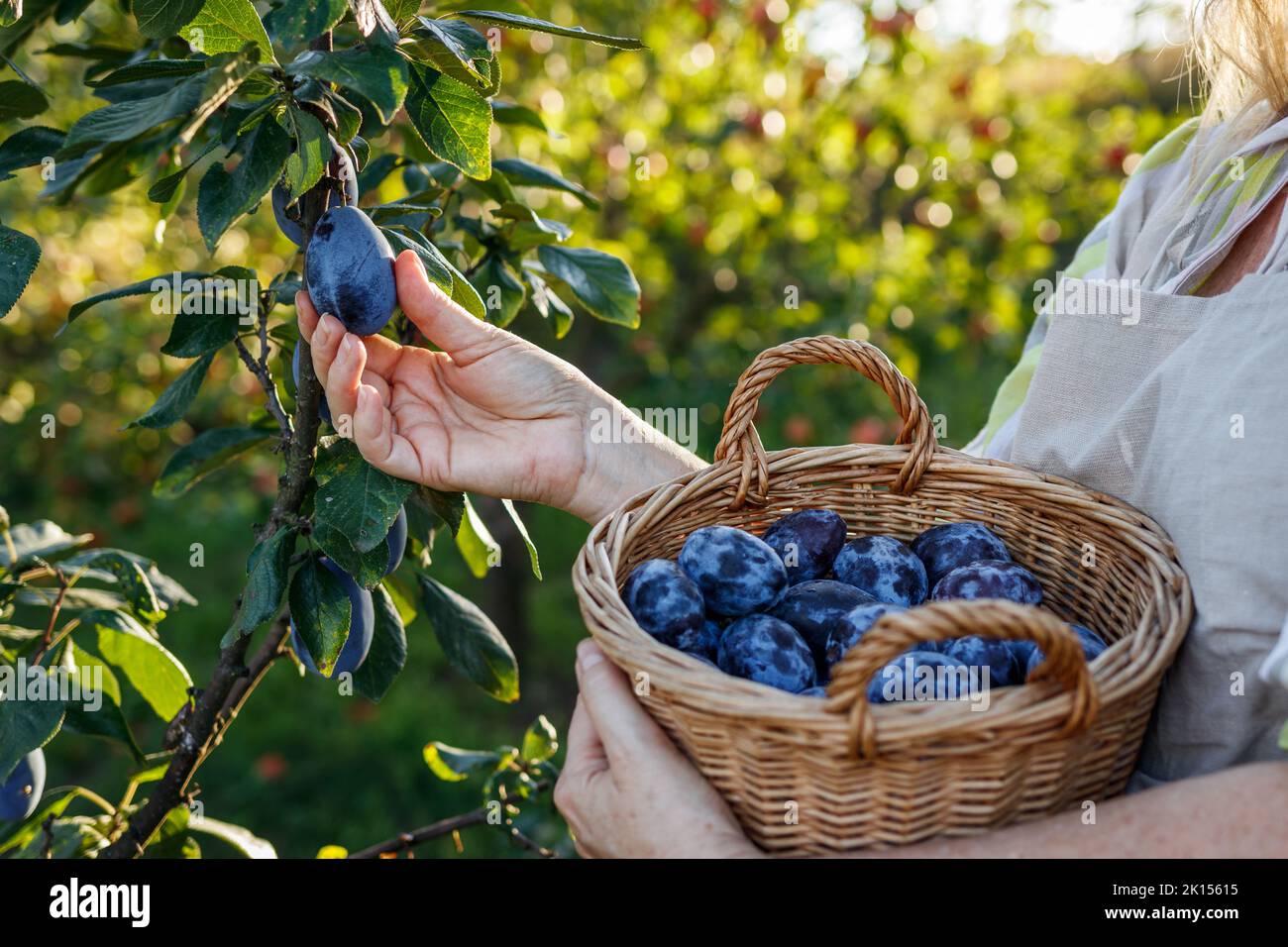 Femme paysanne cueillant une prune dans un panier en osier dans le jardin. Récolte de fruits d'automne dans le verger Banque D'Images