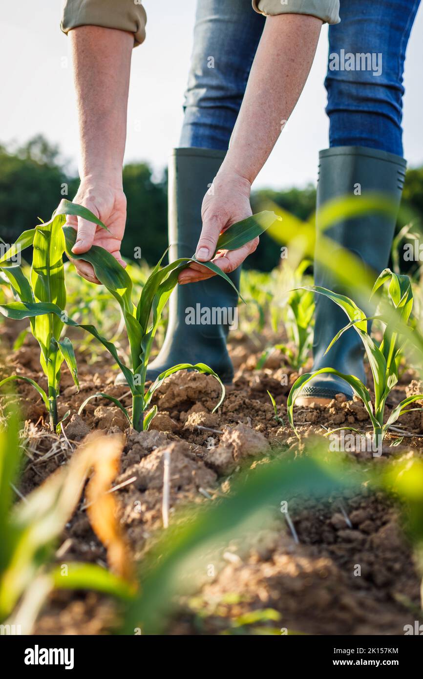 Agriculteur examinant une plante de maïs au champ. Activité agricole sur les terres cultivées. Femme agronome inspectant le semis de maïs Banque D'Images