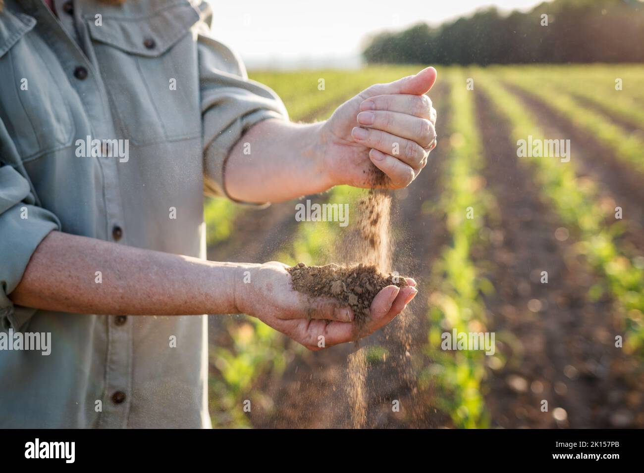 Sécheresse dans le domaine agricole. Agriculteur tenant le sol sec entre les mains et contrôlant la qualité de la fertilité au climat aride. Agriculture et terres cultivées Banque D'Images