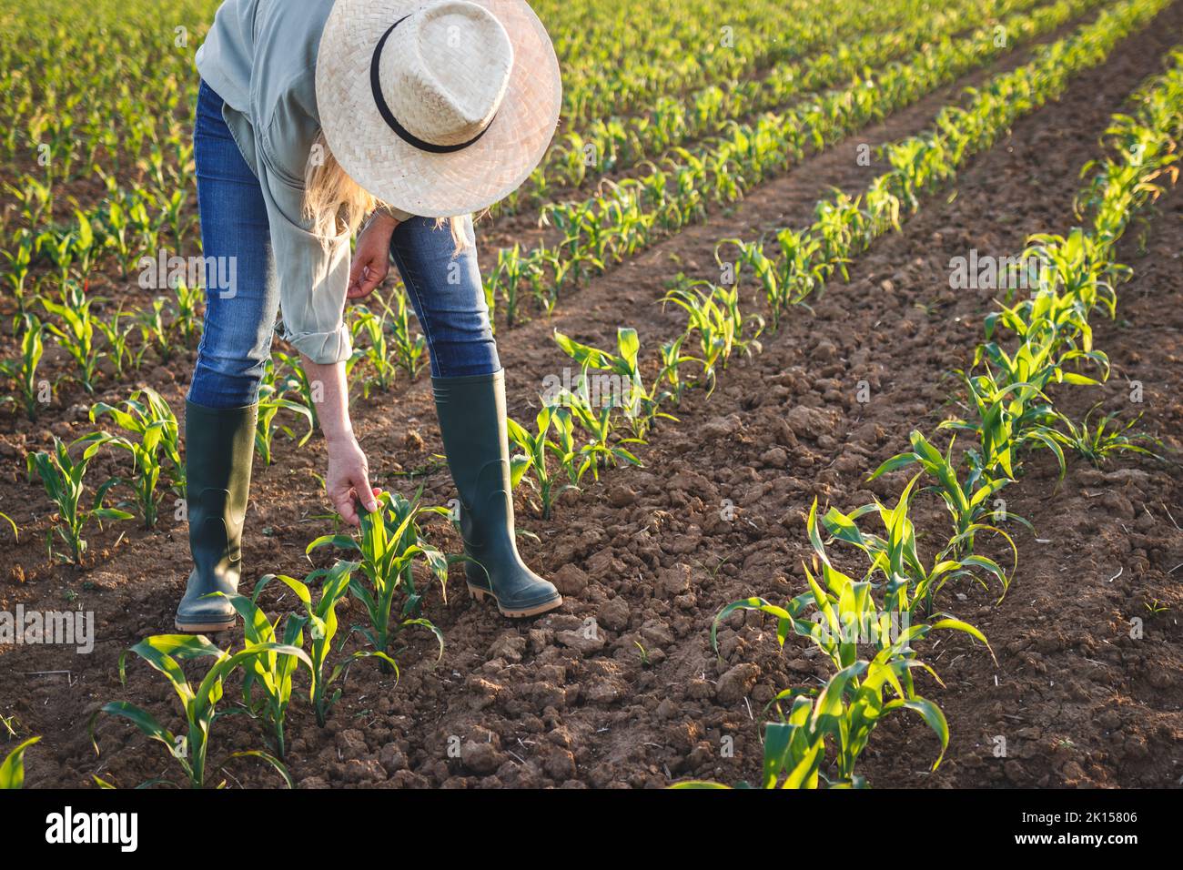 Agriculteur examinant une plante de maïs au champ. Activité agricole sur les terres cultivées. Femme agronome inspectant le semis de maïs Banque D'Images