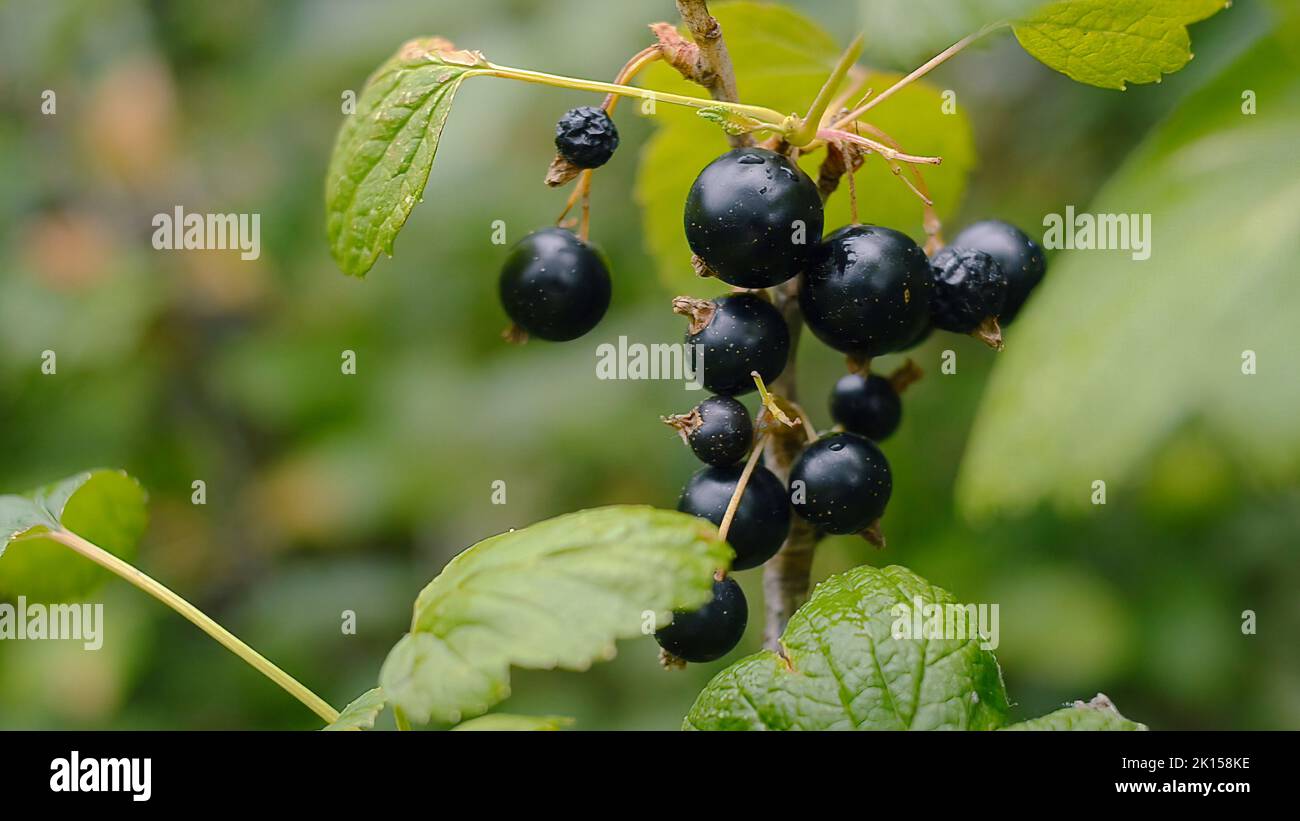 Branche de cassis frais bio dans le jardin. Mise au point sélective. Banque D'Images