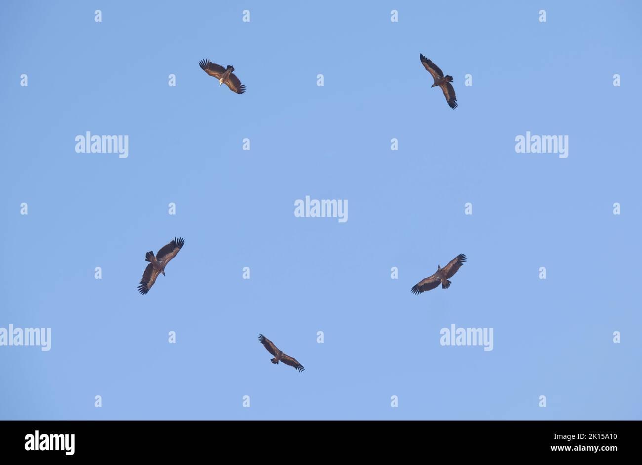 Cercle de vautours griffon survolant. La Serena district SKY, Estrémadure, Espagne Banque D'Images