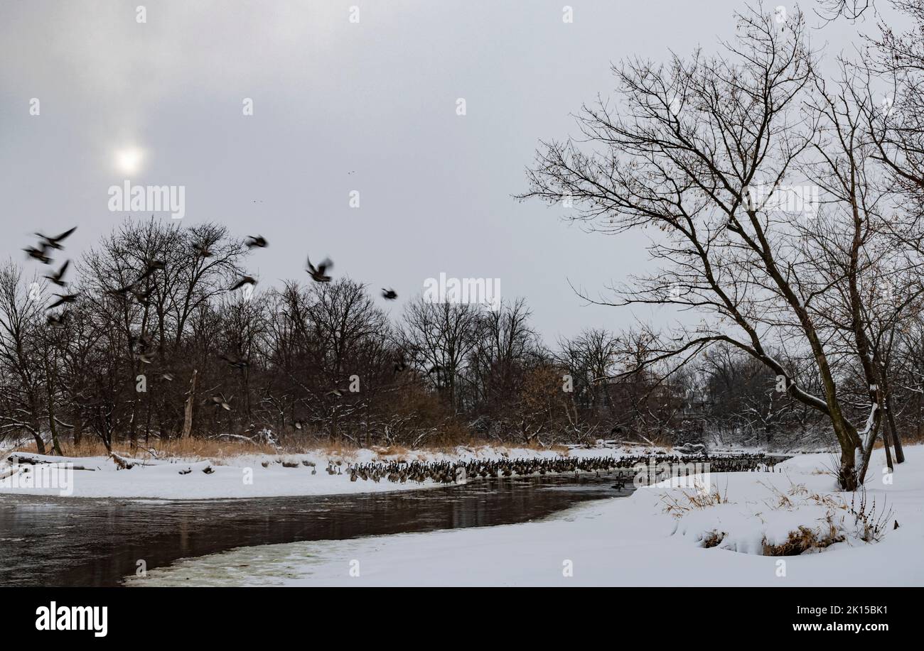 Les oies quittent la rivière DuPage pendant que des centaines de personnes se rassemblent le long des rives, DuPage River Village Park, Shorewood, Wwill County, Illinois Banque D'Images