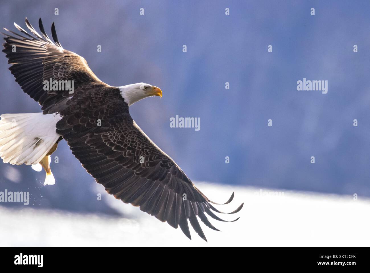Un aigle à tête blanche américain volant à Conowingo Damn dans le Maryland Banque D'Images