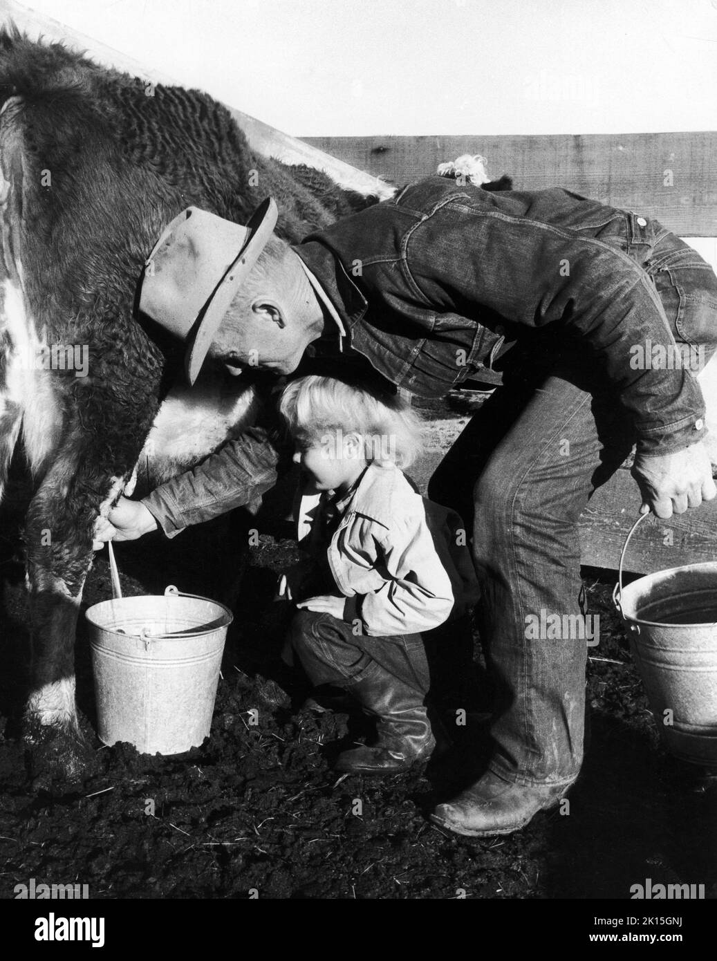 Un homme qui traite une vache pendant que son fils regarde. Banque D'Images