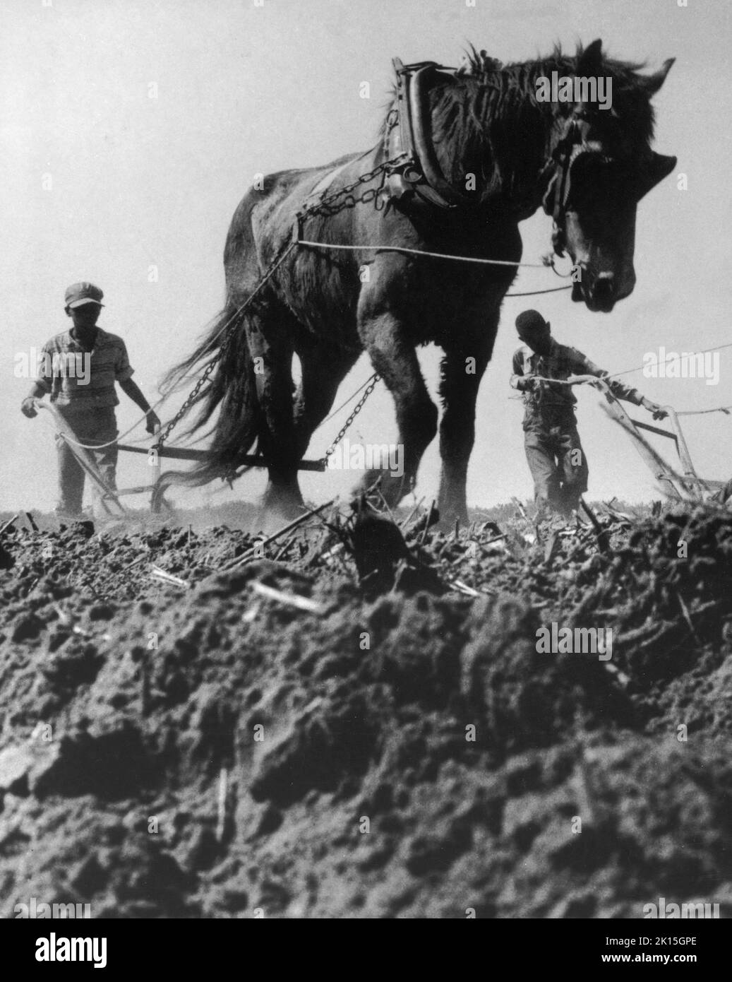 Champ de coton près de Maxton, NC, en préparation pour la plantation.Vers le milieu du 20th siècle dans le sud, les mules étaient encore utilisées dans de nombreux endroits pour préparer les champs de coton aux fins de plantation; 1959. Banque D'Images