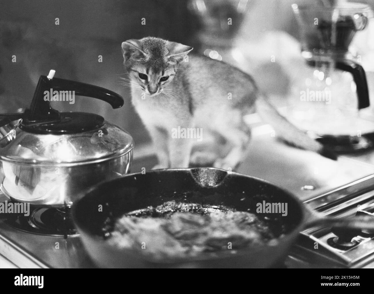Un chaton s'assoit sur un tapis et se pose à l'extérieur par l'écran d'une fenêtre. Banque D'Images Un chaton s'assoit sur un tapis et se pose à l'extérieur par l'écran d'une fenêtre. Banque D'Images