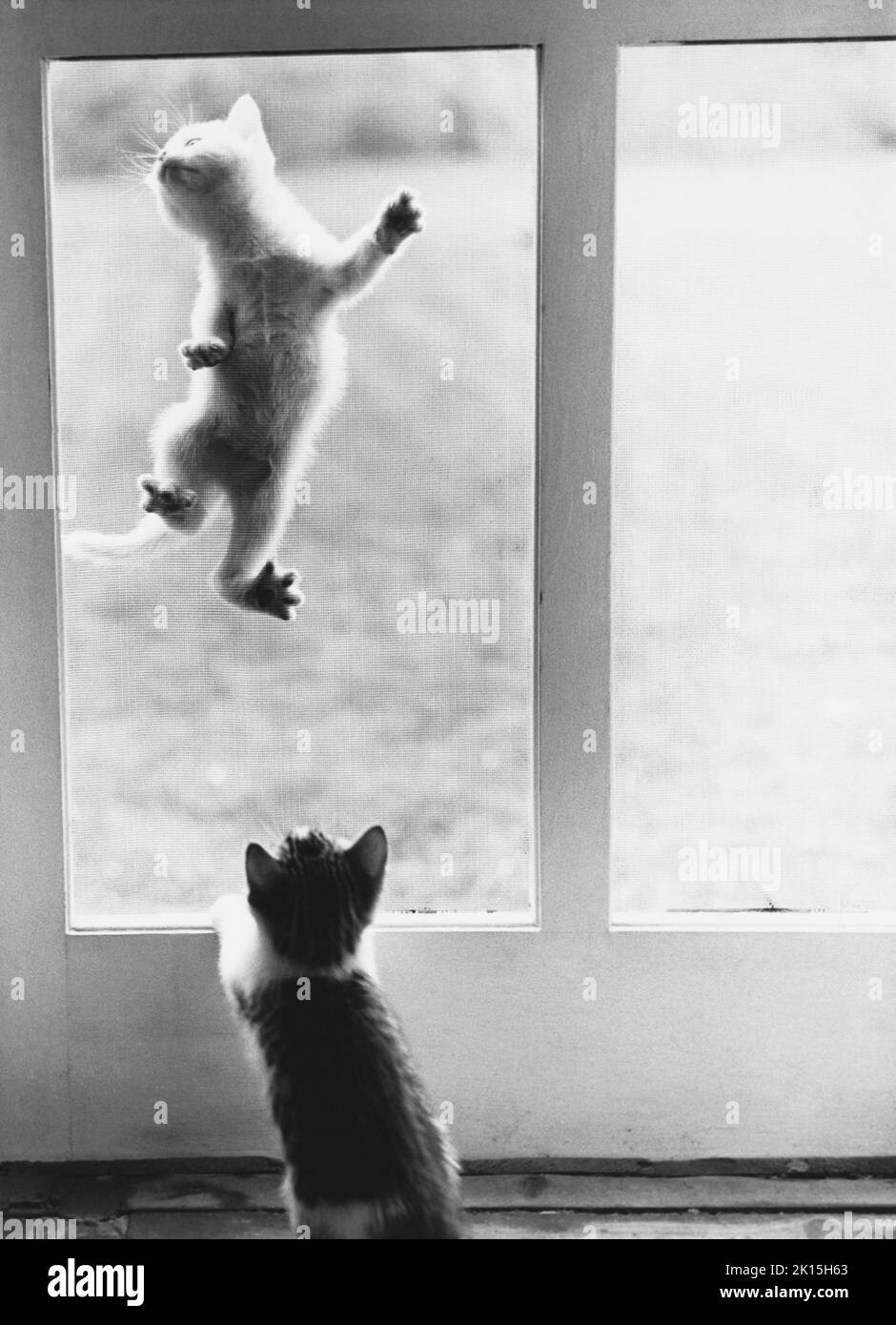 Les chatons grimpent et jouent avec la porte de l'écran. Banque D'Images Les chatons grimpent et jouent avec la porte de l'écran. Banque D'Images