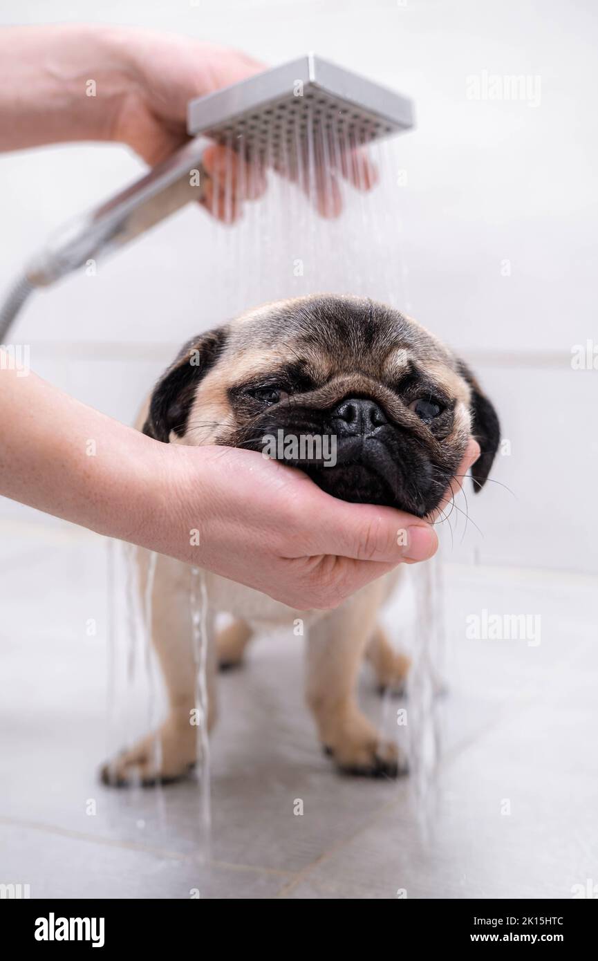 Propriétaire ou groomer lavant le chien dans la douche, les soins pour les animaux et le toilettage. Banque D'Images
