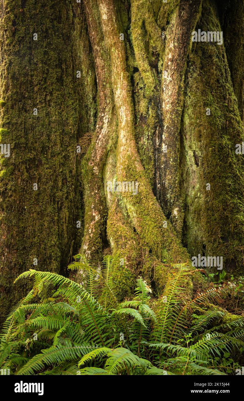 WA22036-00...WASHINGTON - tronc compliqué d'un arbre géant dans la forêt tropicale de la rivière Hoh, parc national olympique. Banque D'Images