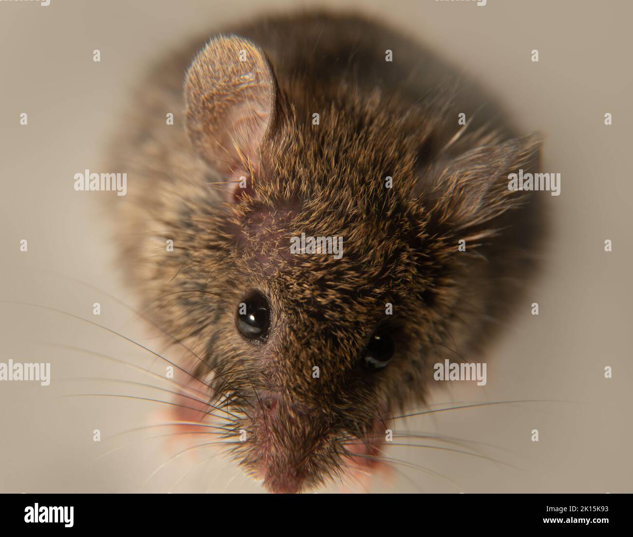 La souris suisse (maison) (Mus musculus) accompagne constamment les humains (synanthropes) et les parasitizes: Manger le grain dans les stockages, les produits. Il n'est pas possible Banque D'Images