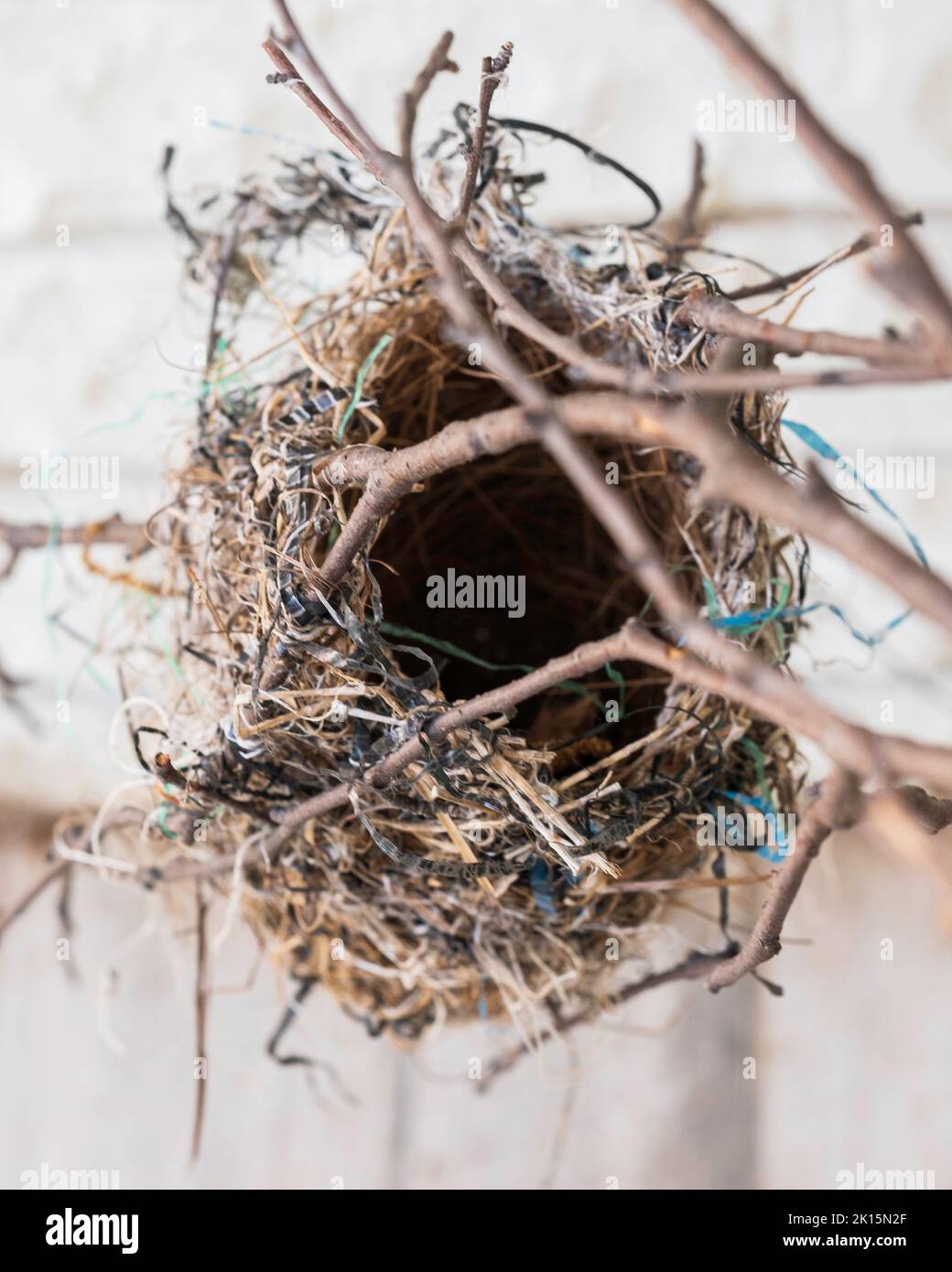 Un nid d'oiseau de Baltimore Oriole vide, Icterus galbula, attaché à de petites branches, fait de graminées et de morceaux de plastique, tombé d'un arbre. Kansas, Banque D'Images