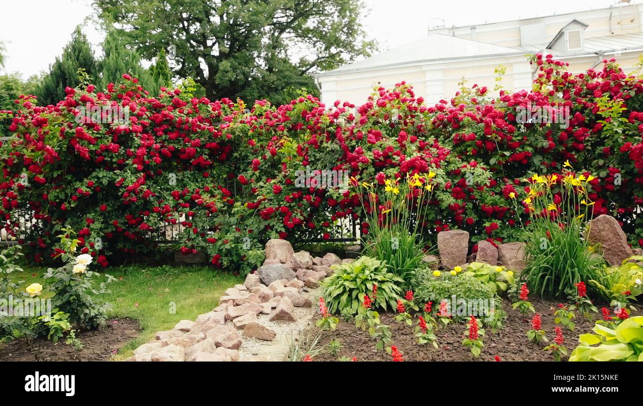 Roses rouges dans un jardin, gros plan de belles fleurs. Banque D'Images