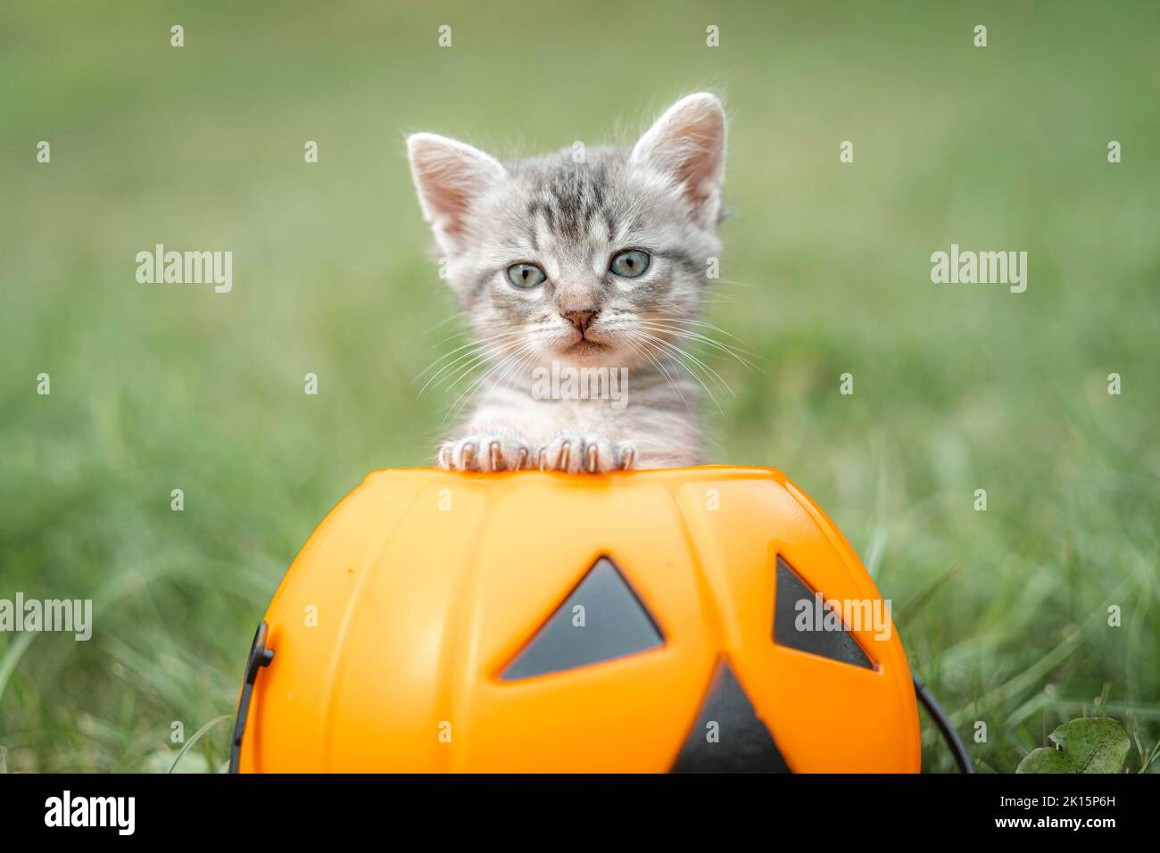 Chat d'Halloween, citrouille Jack o lanterne et chaton gris sur l'herbe verte, image colorée d'Halloween. Banque D'Images