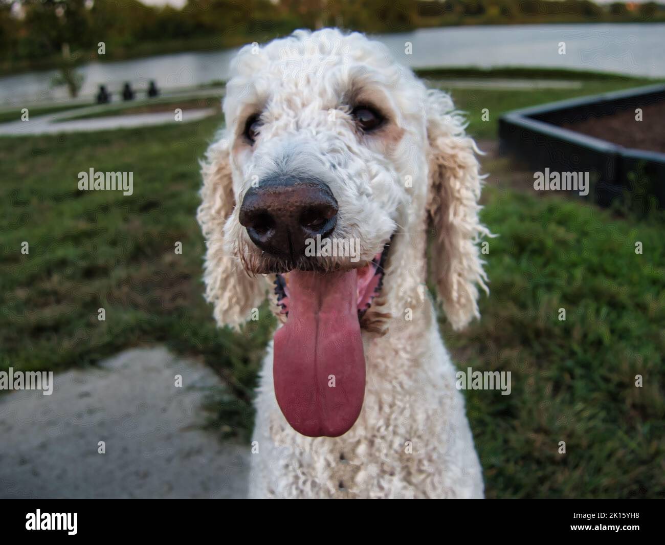 Standard Poodle assis au Veterans Park à Spring Hill, Kansas Banque D'Images