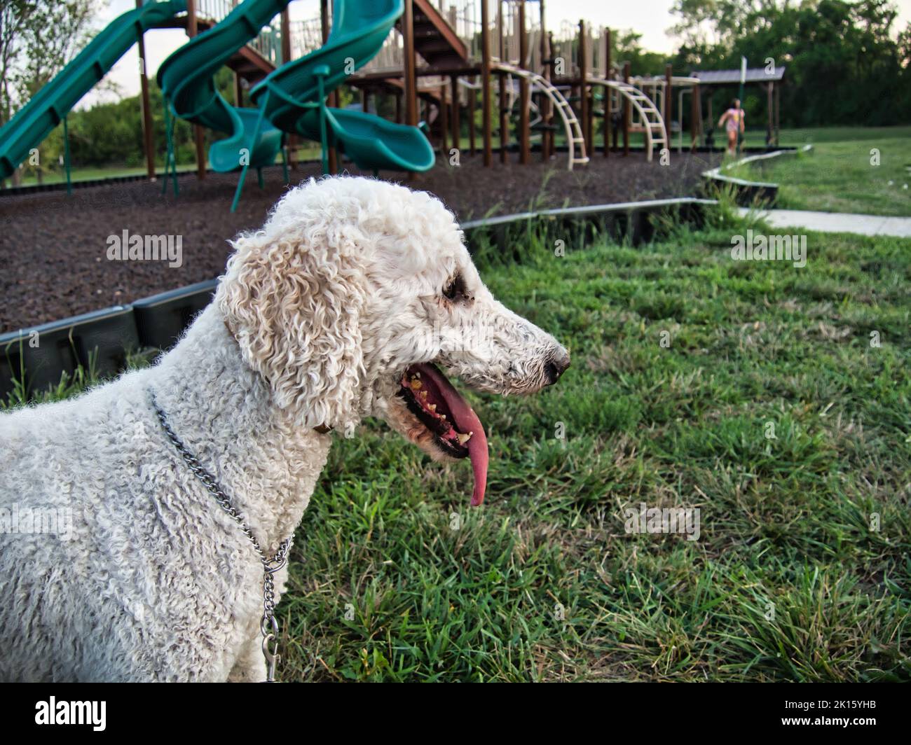 Standard Poodle assis au Veterans Park à Spring Hill, Kansas Banque D'Images