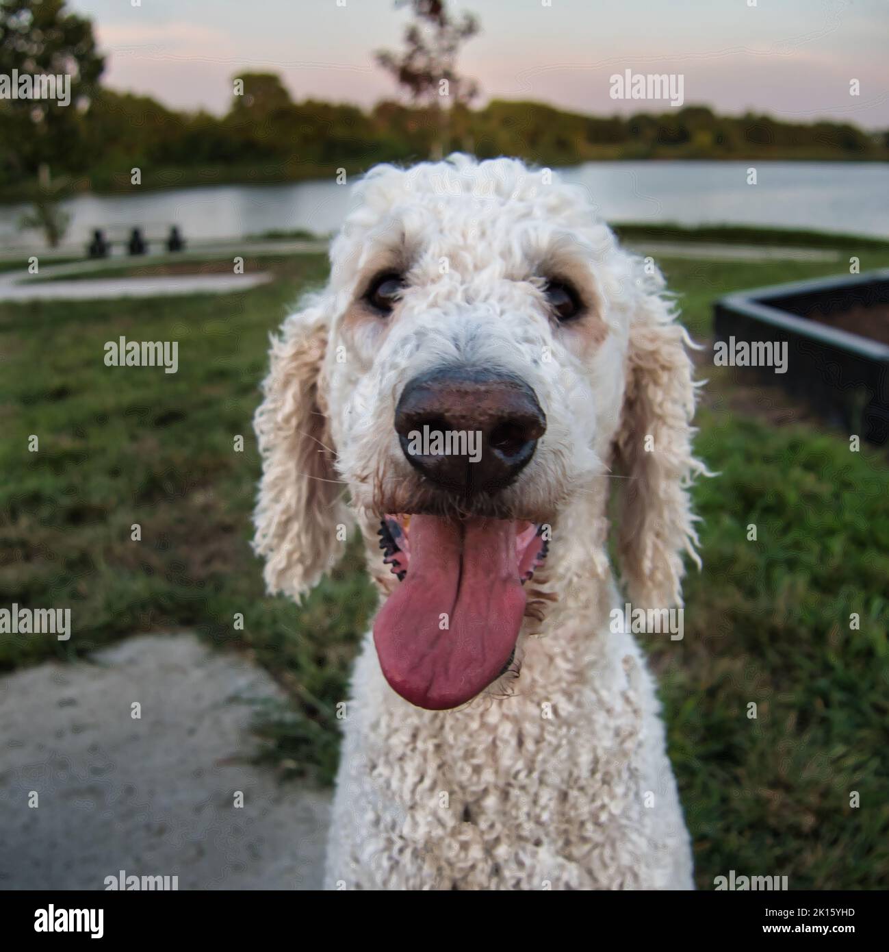 Standard Poodle assis au Veterans Park à Spring Hill, Kansas Banque D'Images