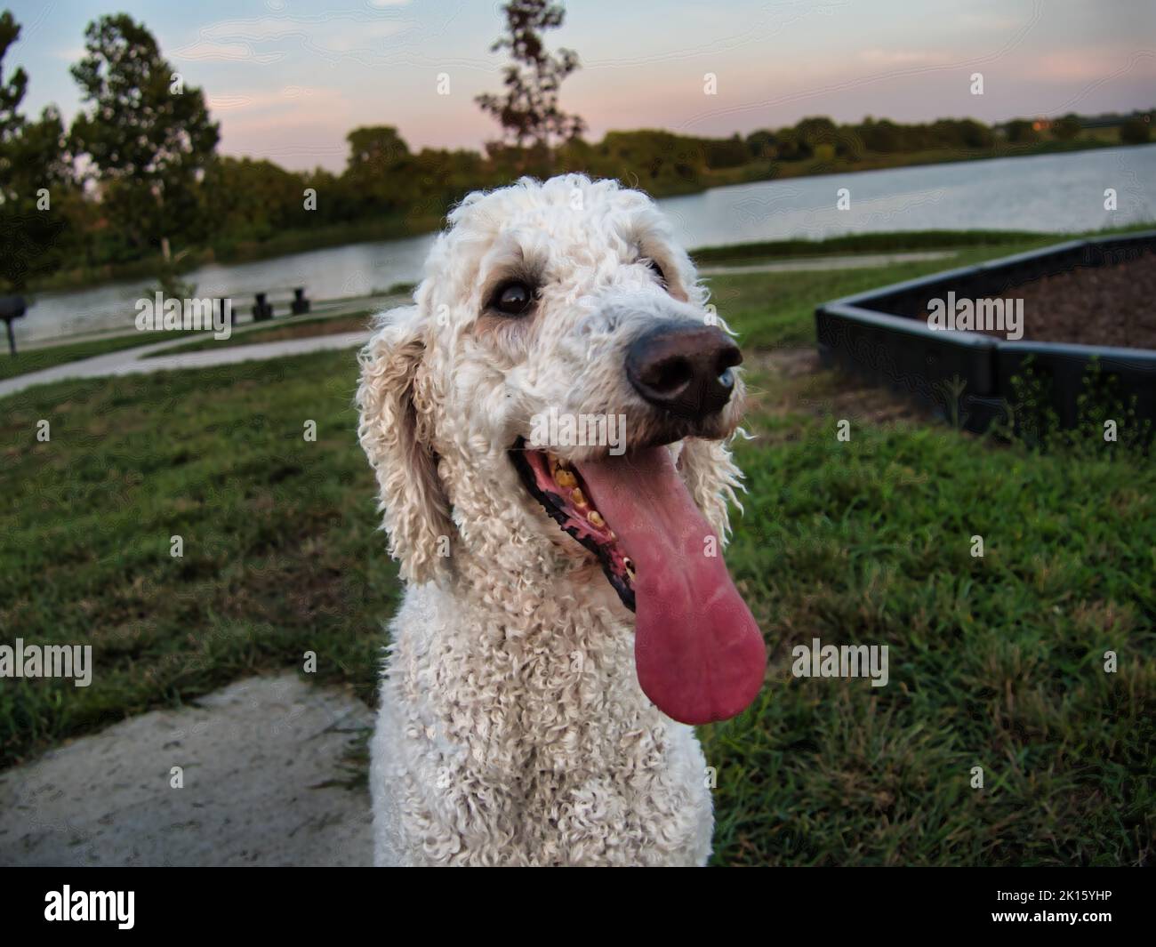 Standard Poodle assis au Veterans Park à Spring Hill, Kansas Banque D'Images