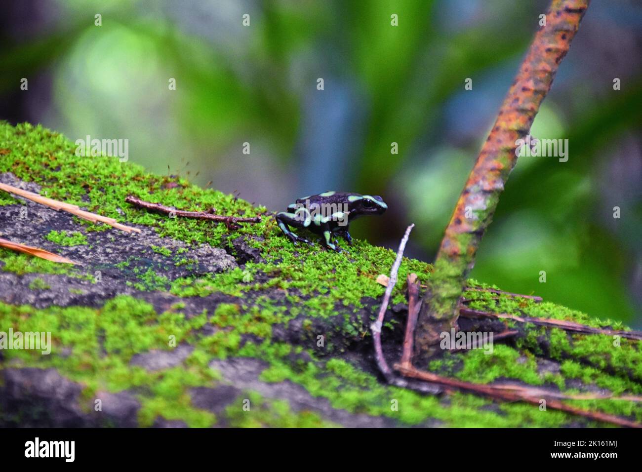 Dart de poison vert et noir Frog, dendrobates auratus, dans la forêt tropicale de la jungle, adulte, 2022 Costa Rica, Amérique centrale Banque D'Images