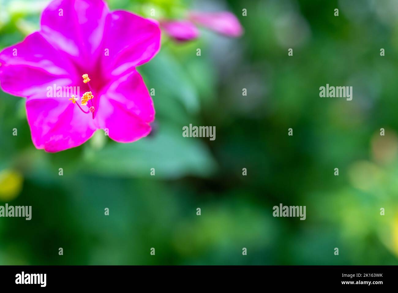 Mirabilis jalapa, la merveille du Pérou ou de la fleur de quatre heures, Jalapa (ou Xalapa), continue à fleurir, le soir des fleurs de plaisir Banque D'Images