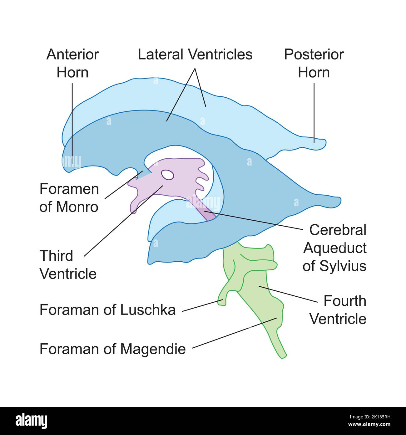 Conception scientifique du système ventriculaire du cerveau. Symboles colorés. Illustration vectorielle. Illustration de Vecteur
