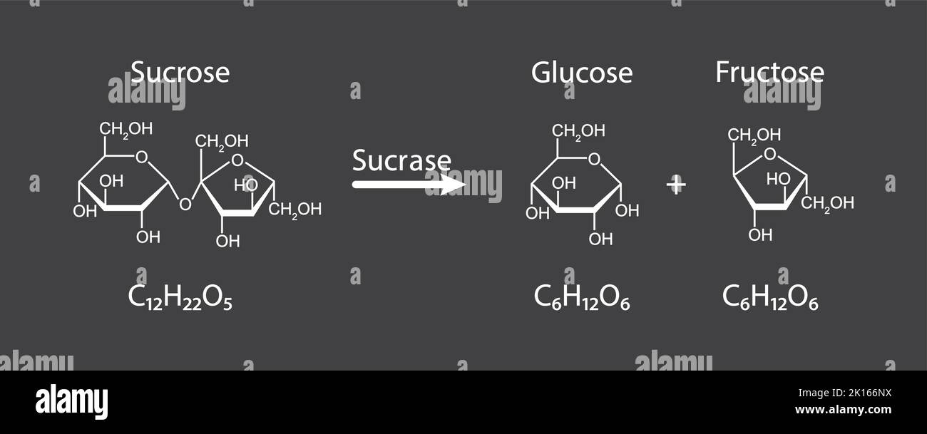 Effet de la sucrase sur la molécule de sucrose. Hydrolyse du saccharose. Illustration vectorielle. Illustration de Vecteur