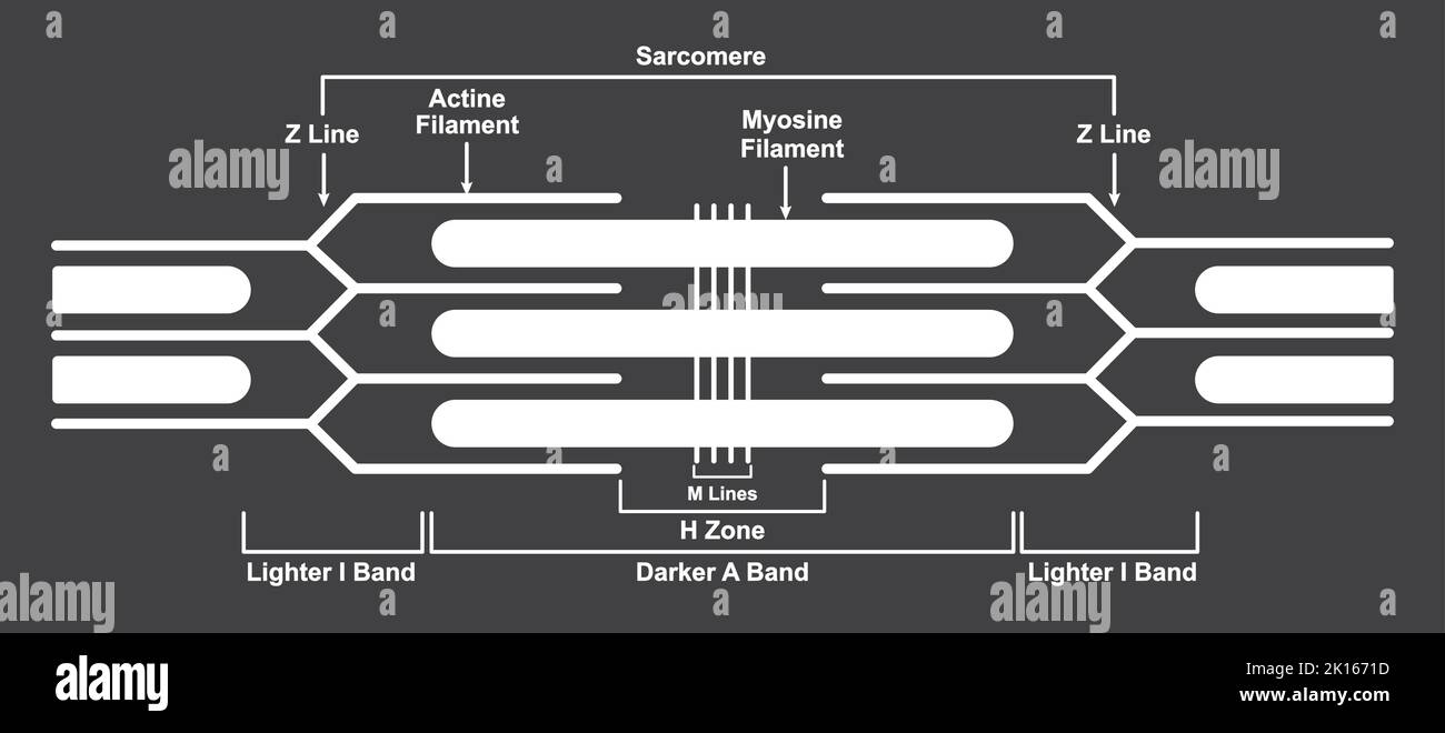 Conception scientifique de sarcomère. Illustration du sarcomère musculaire. Symboles colorés. Illustration vectorielle. Illustration de Vecteur