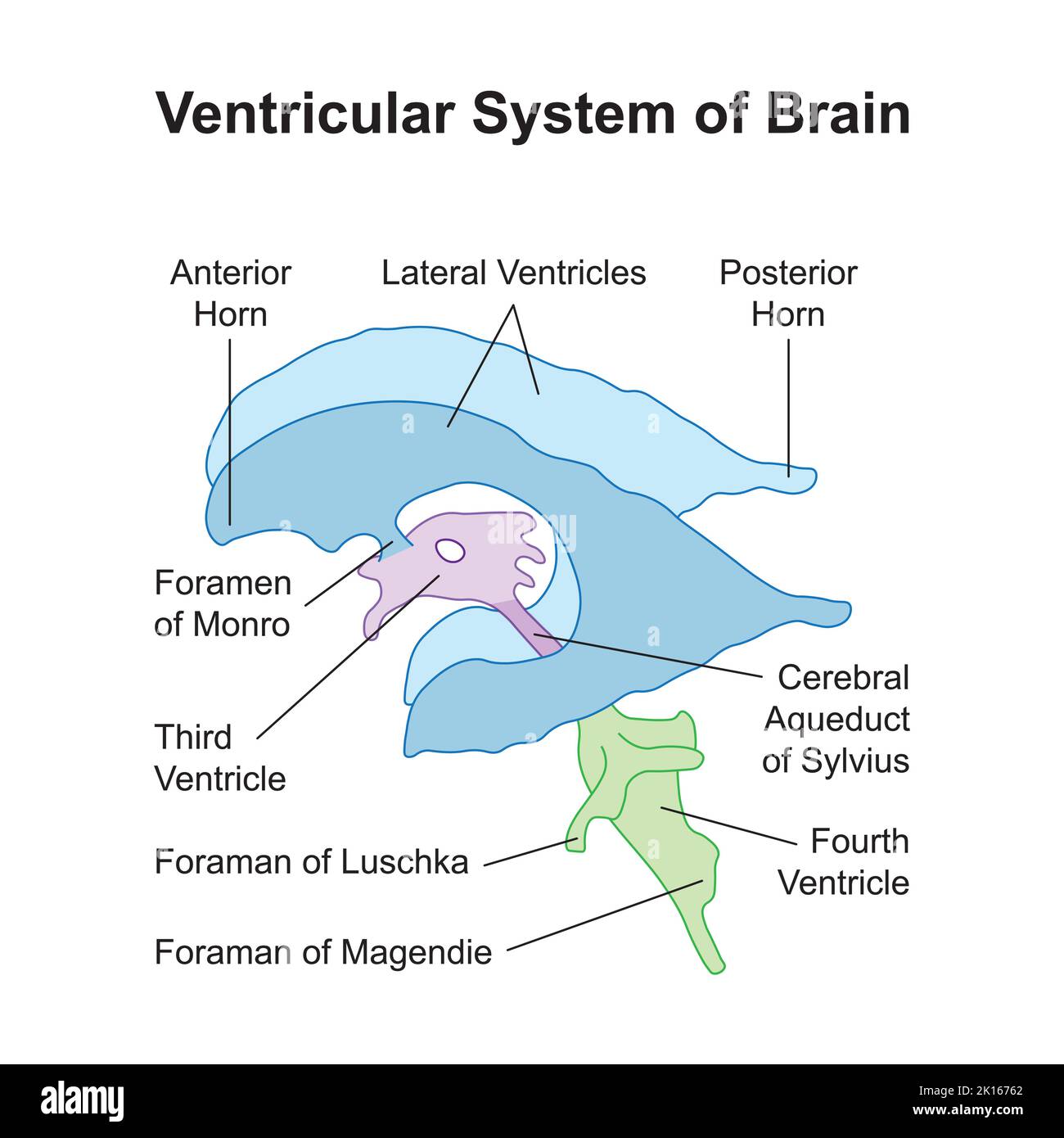 Conception scientifique du système ventriculaire du cerveau. Symboles colorés. Illustration vectorielle. Illustration de Vecteur