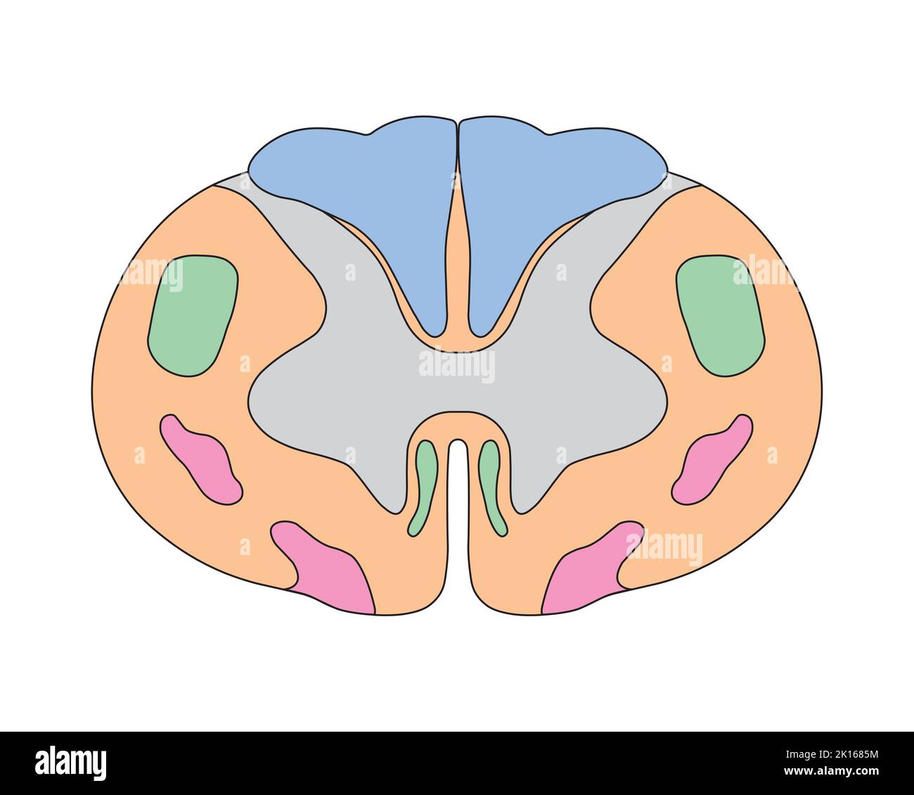 Conception scientifique de l'anatomie de la moelle épinière. Structure de la moelle épinière cervicale. Symboles colorés. Illustration vectorielle. Illustration de Vecteur