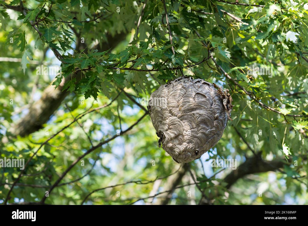Les filets à tête blanche (Dolichovespula maculata) nichent dans un arbre Banque D'Images