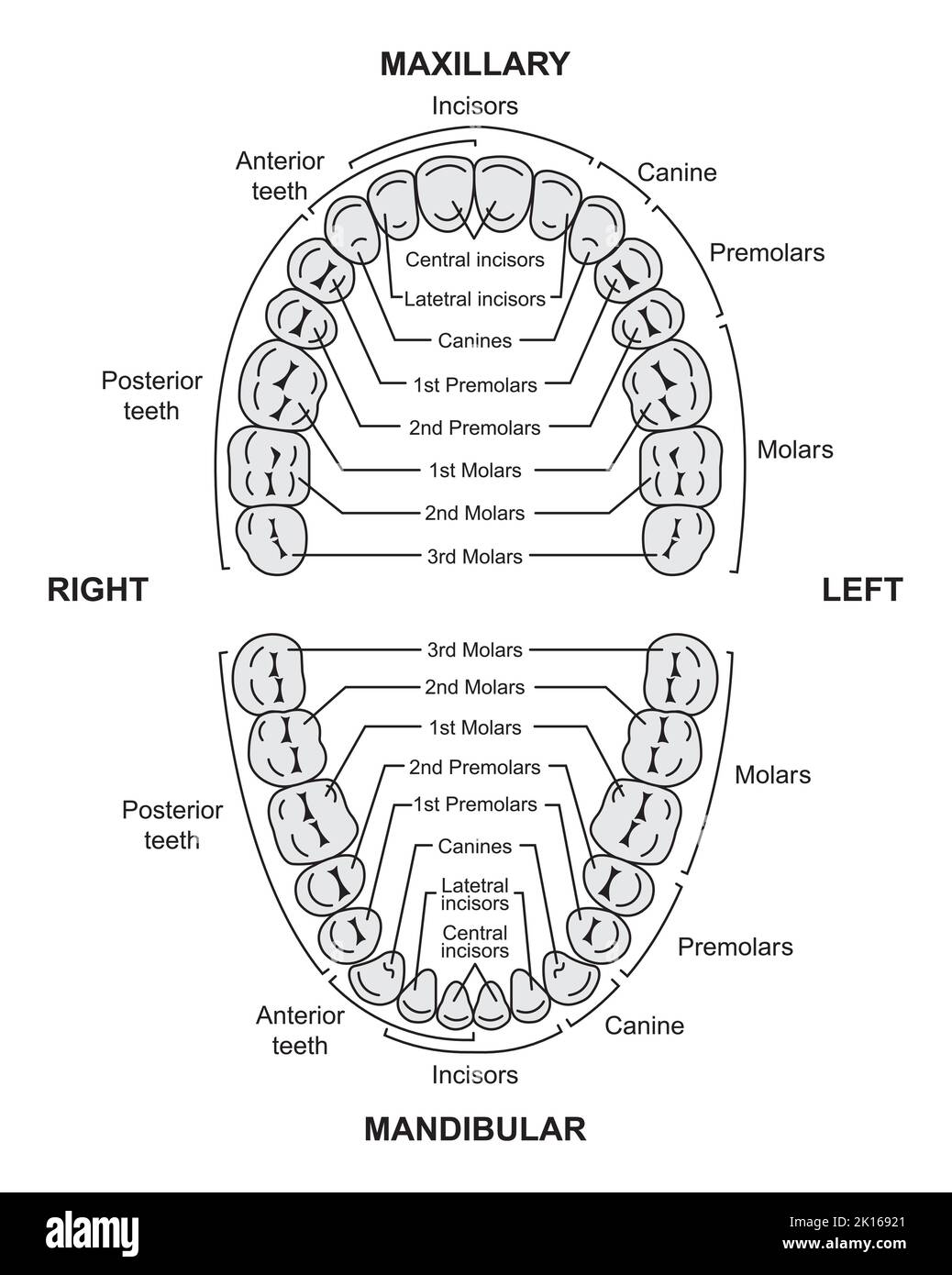 Conception scientifique de dents humaines permanentes. Tableau anatomique des dents et des mâchoires dentaires. Symboles colorés. Illustration vectorielle. Illustration de Vecteur