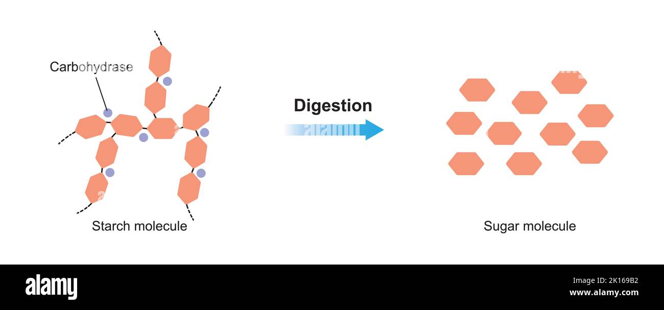 Conception scientifique de la digestion de l'amidon. Effet de l'enzyme hydrocarbase sur la molécule d'amidon. Illustration vectorielle. Illustration de Vecteur