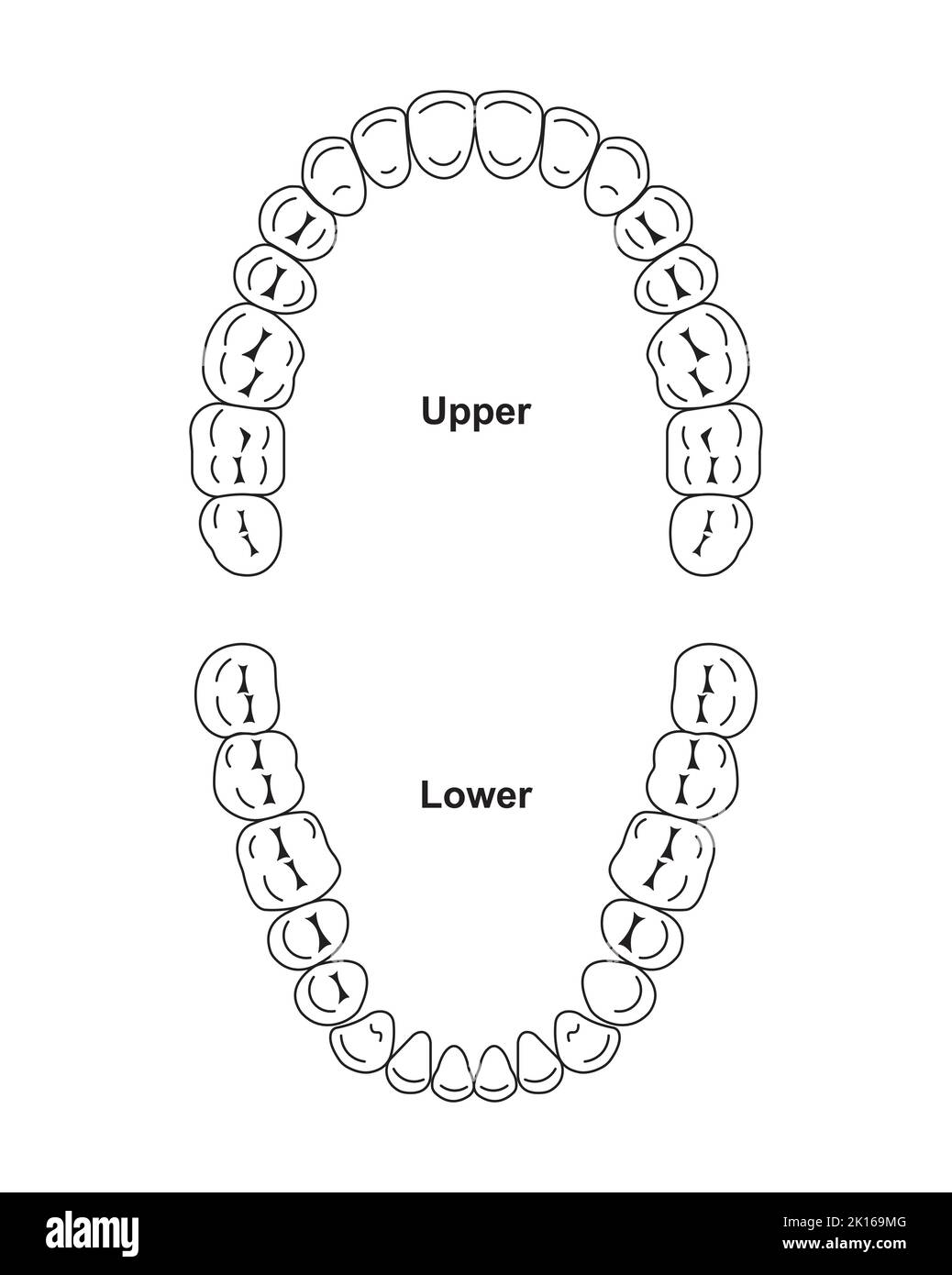 Conception scientifique de dents humaines permanentes. Tableau anatomique des dents et des mâchoires dentaires. Symboles colorés. Illustration vectorielle. Illustration de Vecteur