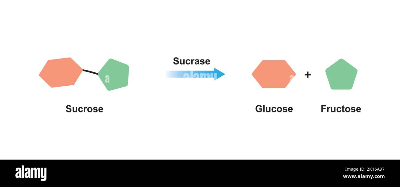 Effet de la sucrase sur la molécule de sucrose. Hydrolyse du saccharose. Illustration vectorielle. Illustration de Vecteur