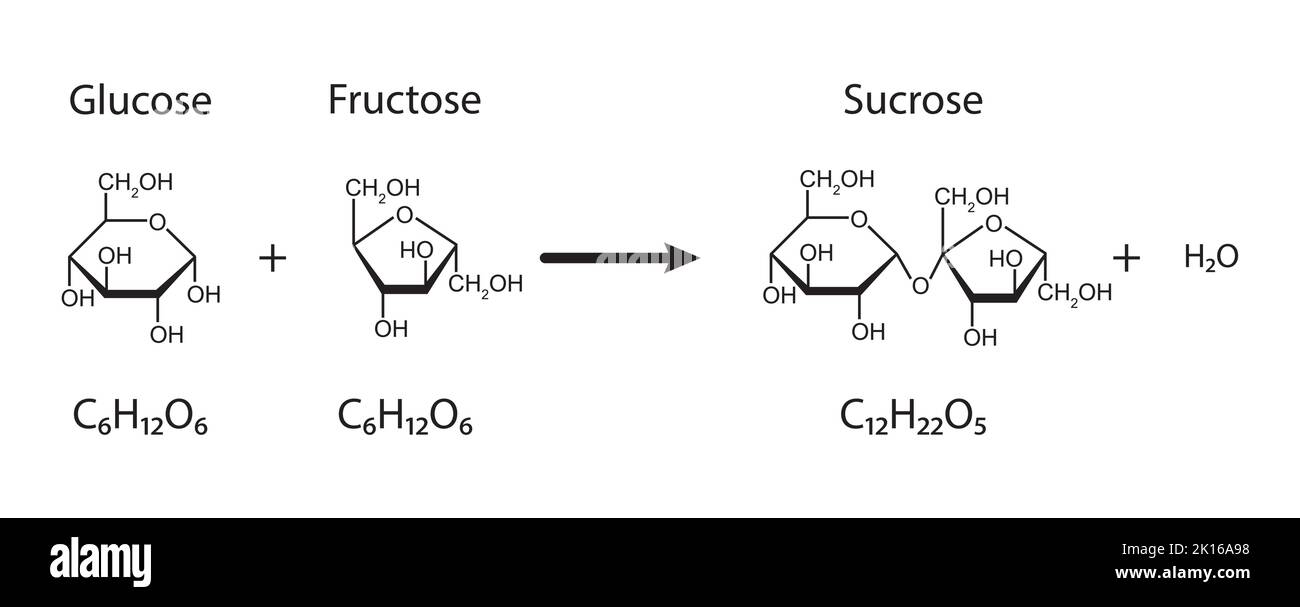 Formation de saccharose. Formation de liaison glycosidique à partir de deux molécules, le glucose et le fructose. Illustration vectorielle. Illustration de Vecteur