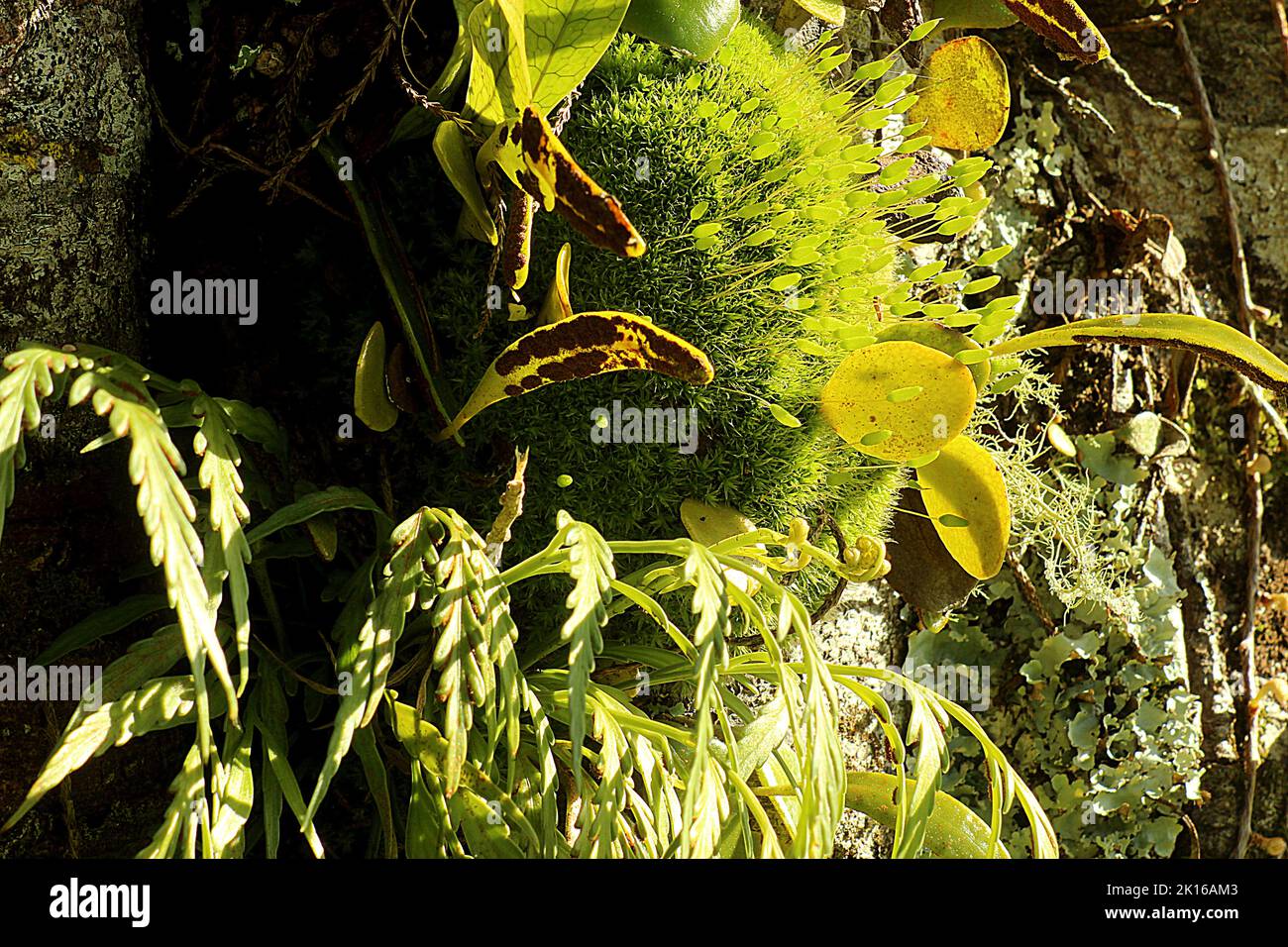 Mousse épiphytique et fougères sur le tronc de l'arbre de kahikatea Banque D'Images