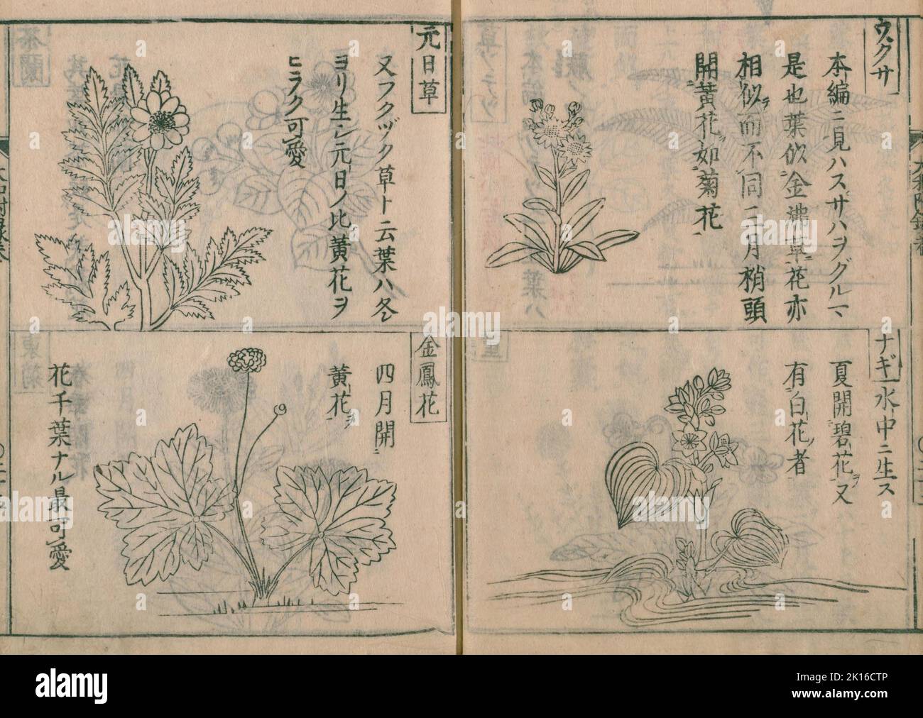 Page intérieure de 'Yamato honzō', éditeur Kaibara Atsunobu (connu sous le nom de Kaibara Ekiken ou Ekken), (1630 - 1714), publié en 1709 - 1715 Banque D'Images