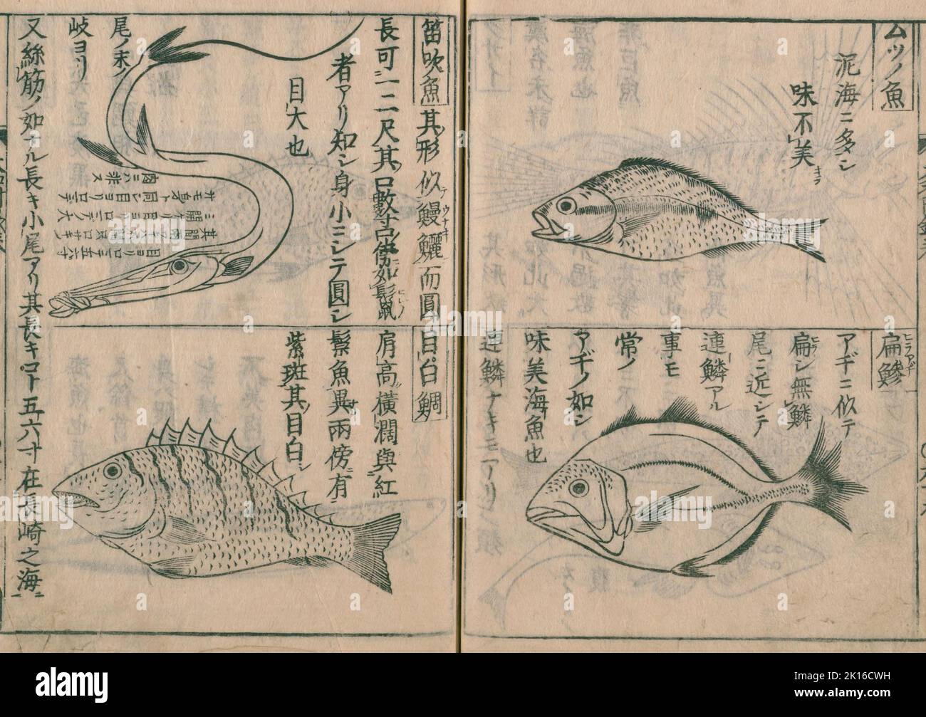 Page intérieure de 'Yamato honzō', éditeur Kaibara Atsunobu (connu sous le nom de Kaibara Ekiken ou Ekken), (1630 - 1714), publié en 1709 - 1715 Banque D'Images
