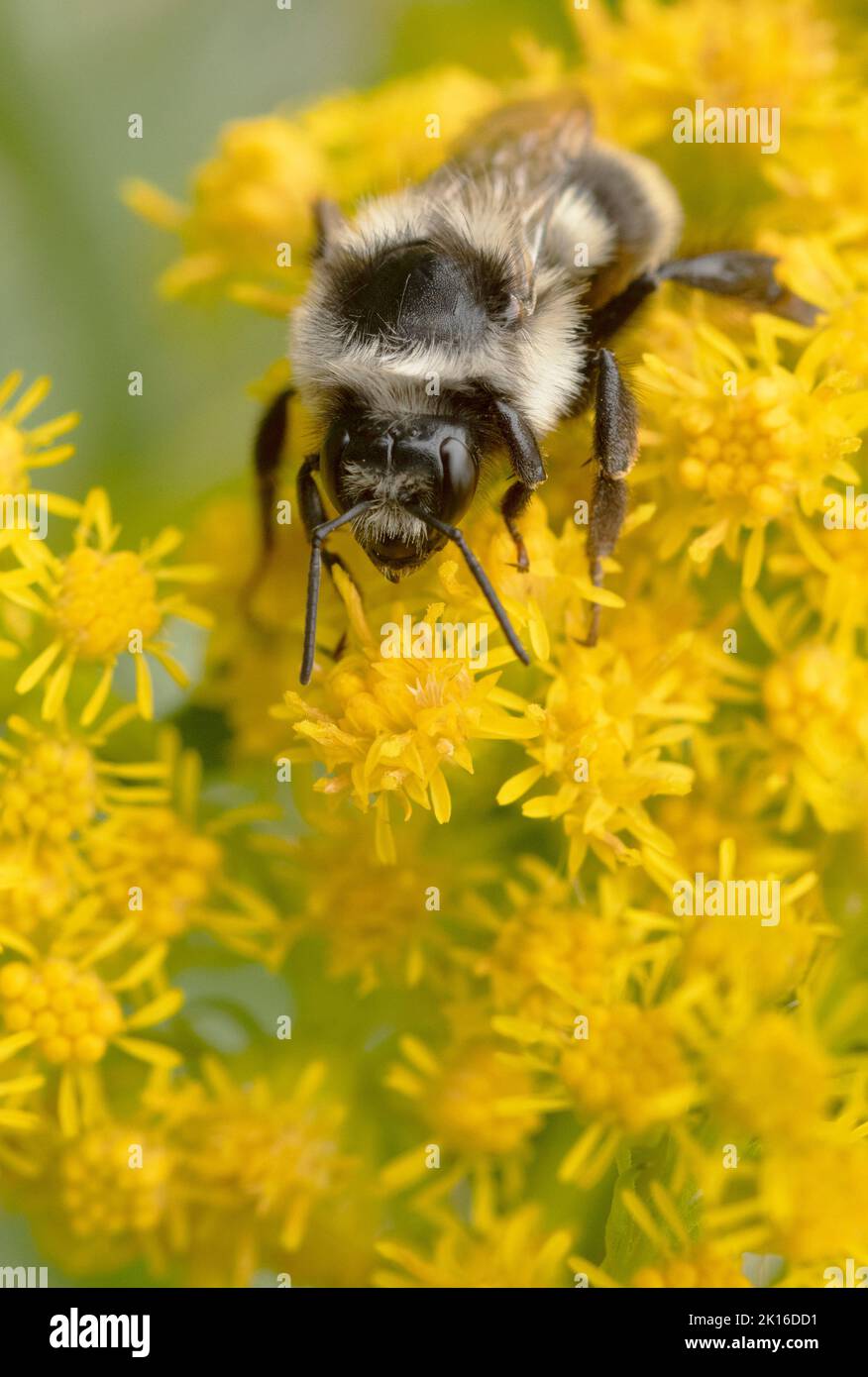 Biforme Bumble Bee (Bombus bicarius) fourrager dans des fleurs de Goldenrod (Solidago), Mt. Hood, Oregon, États-Unis Banque D'Images