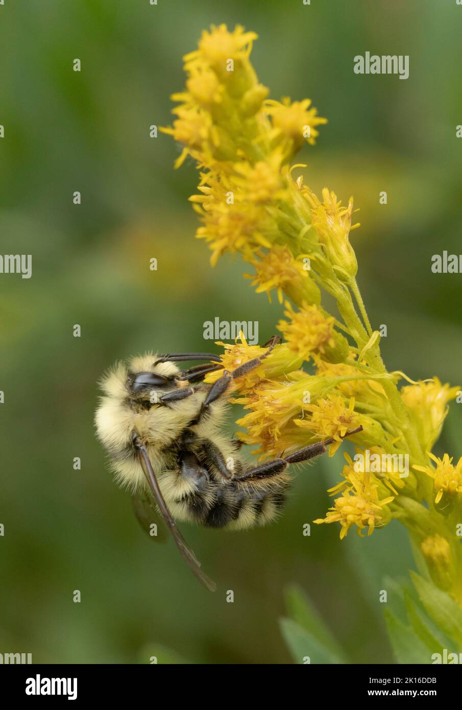 Bumble Bee (Bombus bicarius) mâle fourrager dans des fleurs de Goldenrod (Solidago), Mt. Hood, Oregon, États-Unis Banque D'Images