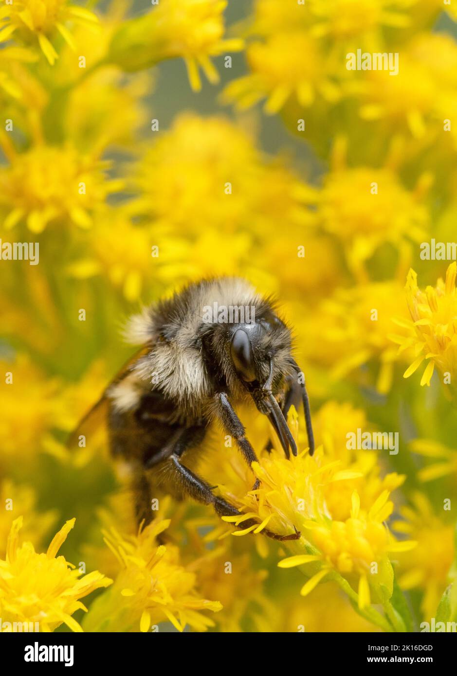 Bumble Bee (Bombus bicarius) mâle fourrager dans des fleurs de Goldenrod (Solidago), Mt. Hood, Oregon, États-Unis Banque D'Images