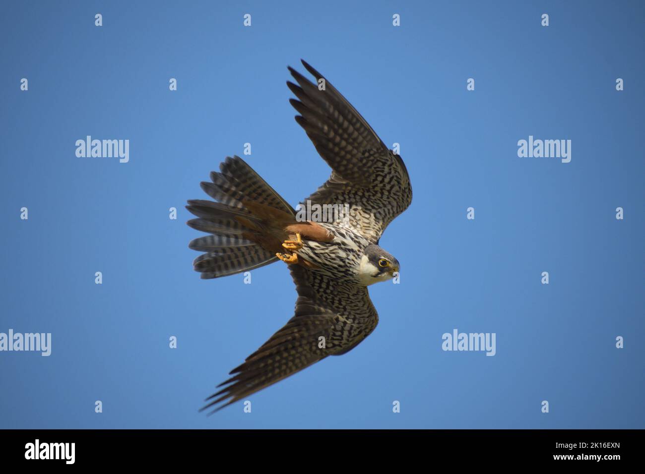 Le Hobby falcon en vol Banque D'Images